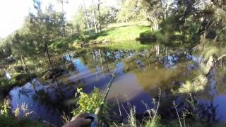 850mm Gwydir River Murray cod [upl. by Eibrik]