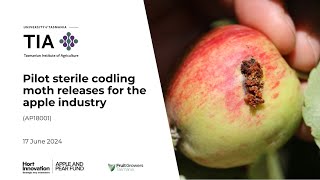 Sterile Codling Moths for Australian Apples webinar 2024 [upl. by Mosnar]