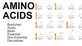 Amino Acids [upl. by Desiree]