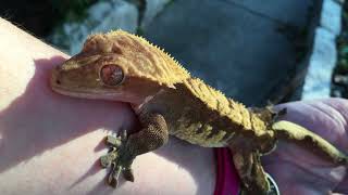 Crested gecko sings to and bites human arm [upl. by Anyel]