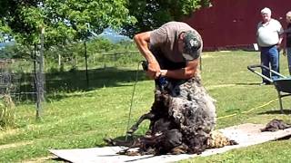 Lockwood FarmSheep Shearing [upl. by Crary]