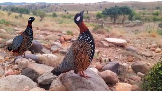 Kala Teetar Madi Ki Awaz  Balck Francolin Voice  Kala Teetar  Kali Madi Ki Awaz  Jungali Teetar [upl. by Orpha]