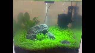 New Sponge Filter for 3 Gallon Shrimp Tank [upl. by Strade613]