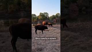 Things happen in ranching and farming but this never is easy to watch agriculture farming bison [upl. by Hynda]