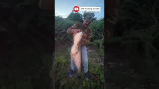 Big size 10445kg Wallago Attu Season one Part 3 Pattan fish [upl. by Kneeland598]