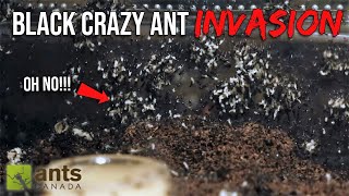 Dangerous Black Crazy Ants Broke Into My House [upl. by Menon]