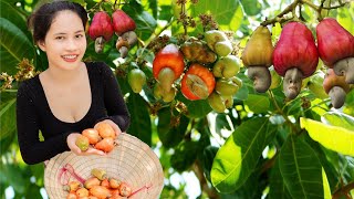 Harvesting Fresh Cashew Fruit – Farmers Process amp Easy Cashew Recipes for Healthy Cooking [upl. by Opalina794]