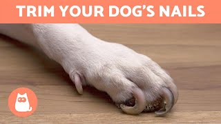 How to Trim Your Dogs Nails at Home 🐶 STEP BY STEP WITH TIPS [upl. by Agiaf216]