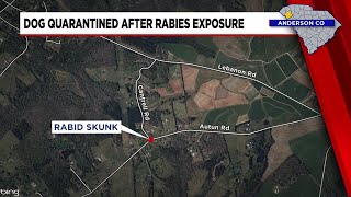 Dog quarantined after rabies exposure in Upstate [upl. by Id273]