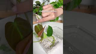 Is this the easiest way to propagate houseplants plants indoorplants propagation houseplants [upl. by Jensen]