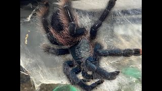 Avicularia avicularia  the Common Pink Toe breeding [upl. by Archle574]