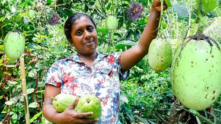 The Villagers prepare a Special Granadilla passion CurryGranadilla curry Village kitchen recipe [upl. by Baalbeer]