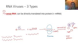 Replication of RNA Viruses [upl. by Buff]