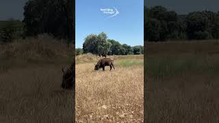 Evolução da manada de bisontes em Portugal [upl. by Llerod225]