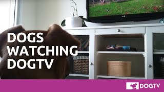 Real dogs watching DOGTV [upl. by Candie]