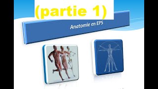 Anatomie en EPS  anatomie fonctionnel partie 1 [upl. by Hardigg]