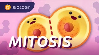 Mitosis amp the Cell Cycle How Cells Clone Themselves Crash Course Biology 29 [upl. by Roselane646]