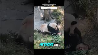 First Angry Panda That Attacks A Zookeeper😳 panda viral shorts [upl. by Eneli]