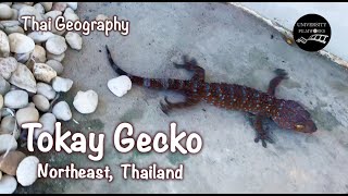 Tokay Gecko  Barking Thai Lizard  Northeast Thailand  Thai Geography  University Filmworks [upl. by Erimahs]