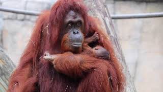 Watch Rare Bornean Orangutan Born at Tampas Lowry Park Zoo [upl. by Ecinnej828]