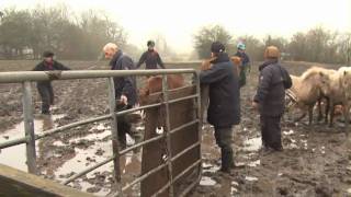 20 ponies rescued from a life of misery [upl. by Enneiluj]