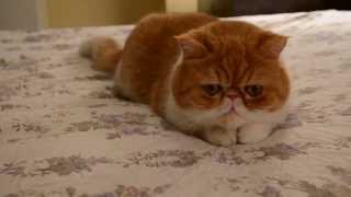 Extremely Cute Cat Video of an Exotic shorthairflat face cat [upl. by Nosyt]