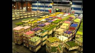 AALSMEER FLOWER MARKET Holland [upl. by Areemas]