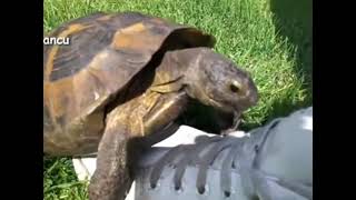 When a turtle moans better than you [upl. by Yssor253]