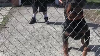 Aggressive Rottweiler Part 1 completely out of control and extremely dangerous [upl. by Elauqsap780]