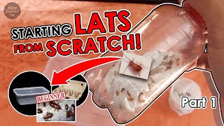 Lats life cycle p1  Starting colony guide  Blatta lateralis Turkestan cockroach [upl. by Lerrad]