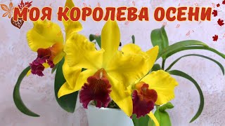 Золотая красавица  Rhyncholaeliocattleya Alma Kee Секреты выращивания [upl. by Harlin]