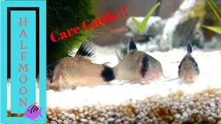 How to Care for Corydora Catfish [upl. by Rafter]