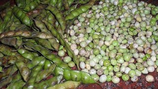 Pigeon peas 🫛 Toor dal nature vegetables birdsong birdsounds shorts [upl. by Jilleen]