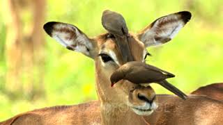 Impala Aepyceros Melampus Being Groomed By RedBilled Oxpecker Birds [upl. by Dralliw]