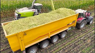 Maize Silage on Largest Dairy Farm in Holland  HUGE 75m3 4axle Pushoff Trailers  Van Bakel [upl. by Beauchamp]