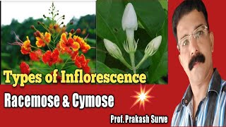 Types of inflorescence  Racemose amp Cymose  Class 11 Biology Practical  By Prof Prakash Surve [upl. by Cenac]