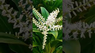 Beautiful Plant with Flower at the Cemetery shortsvideo psalmstrinidad [upl. by Patman29]