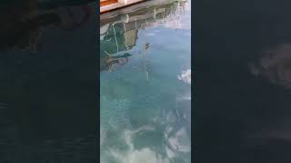 Kaş Limanı balık deryası💫 🐟 🐠 [upl. by Cohl]