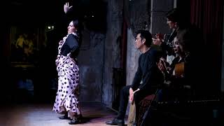 Flamenco show in Barcelona  Palau Dalmases [upl. by Nrehtak]