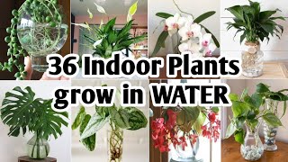 36 Indoor Plants You can grow in Water Best Indoor plants no need soil to grow Plant and Planting [upl. by Ilam721]