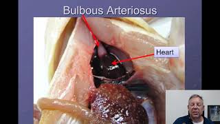 Ichthyology Lecture 04  Internal Anatomy [upl. by Linea800]