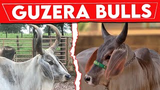 🔴 Guzera Bulls ✅ Biggest Bulls And Cow 7 [upl. by Rianna811]