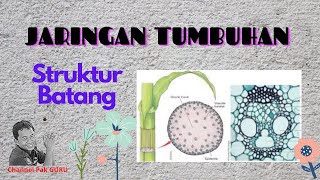 JARINGAN TUMBUHAN Struktur Batang [upl. by Enneyehc]