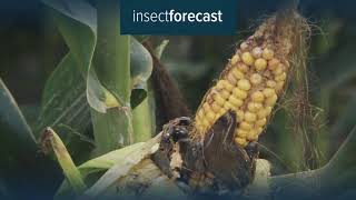 Insect Forecast  Detect the pests in your area [upl. by Teryl]