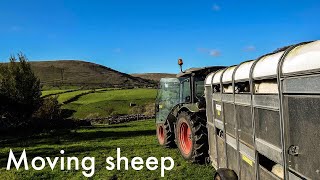 Farming Life S2E23 Moving Sheep In the Brand New Tractor 🚜 [upl. by Darci535]