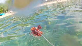 ANILAO BEACH RESORT SPEARFISHING GONE WRONG [upl. by Benjie830]