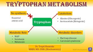 12 Tryptophan metabolism  Amino Acid Metabolism  Biochemistry  NJOY Biochemistry [upl. by Jemma829]