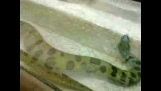 Big snake  Anaconda  Eunectes murinus [upl. by Yecaj]