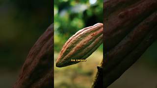 🔥 El Cacao Boliviano noticias alimentos curiosidades ultimo ultimominuto cacao [upl. by Lilaj]