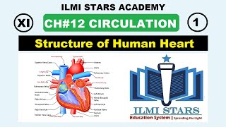 Structure of Human Heart Class 11 Biology Chapter 12 Circulation [upl. by Avenej]